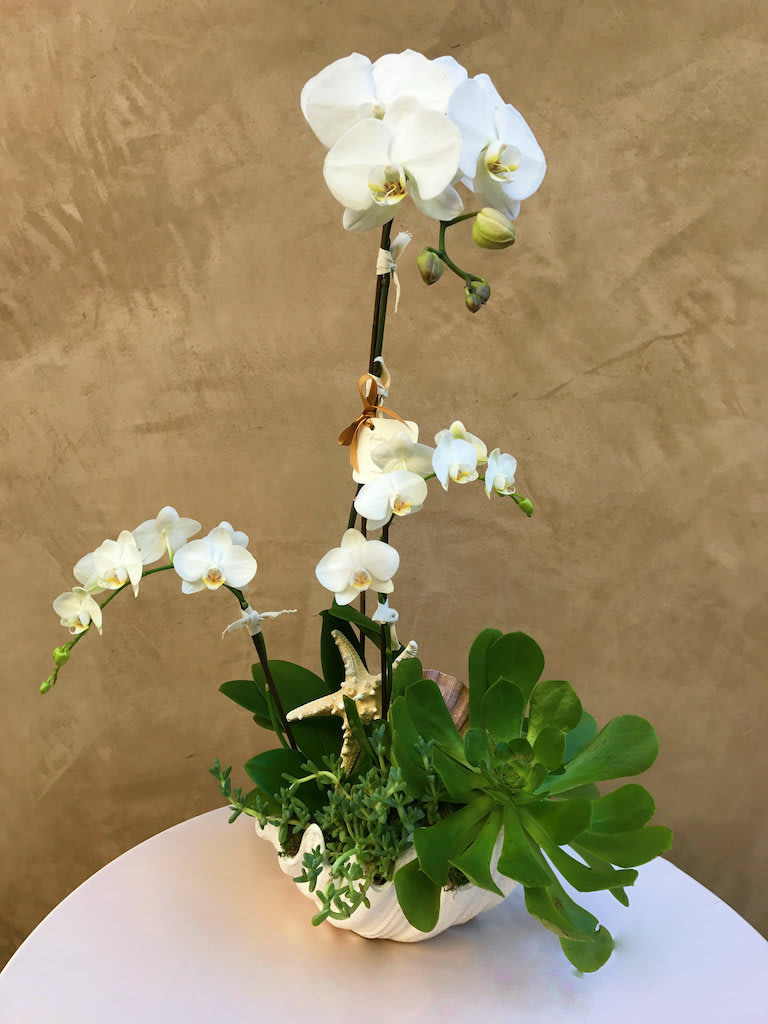 White orchids arranged in a white shell-shaped planter with succulents