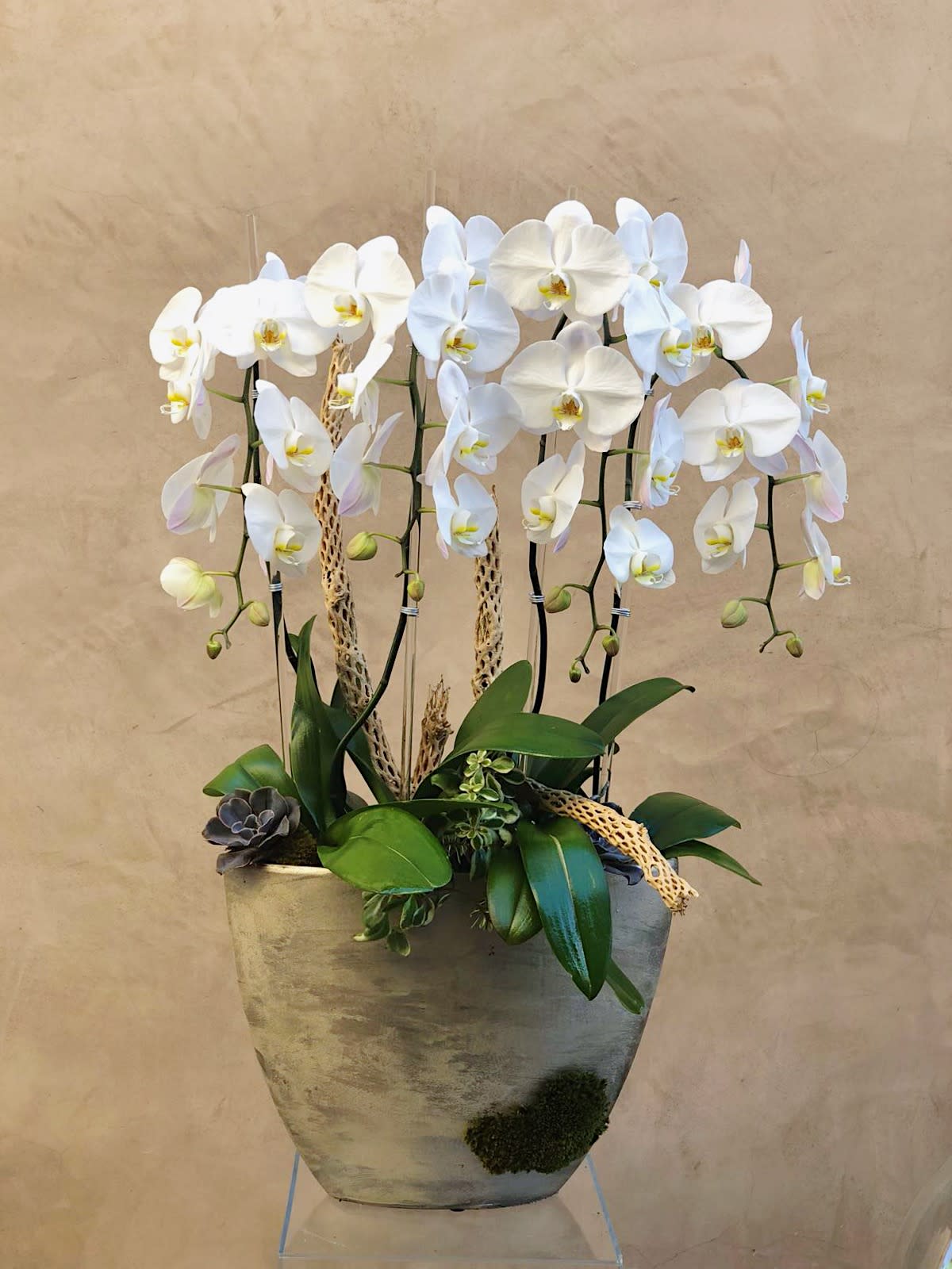 White orchids arranged in a tall planter with succulents