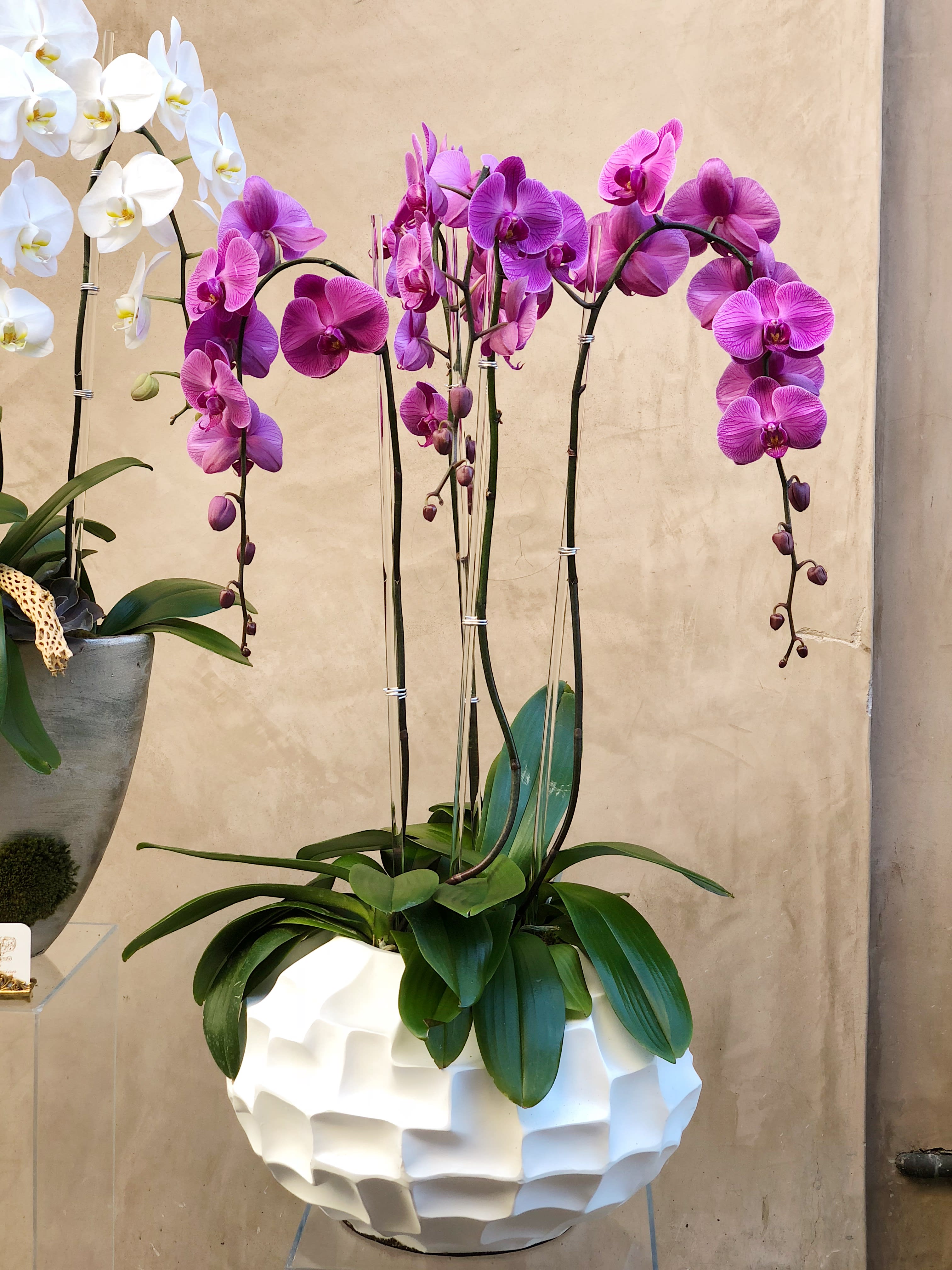 Potted orchids with white and purple blooms in a white planter
