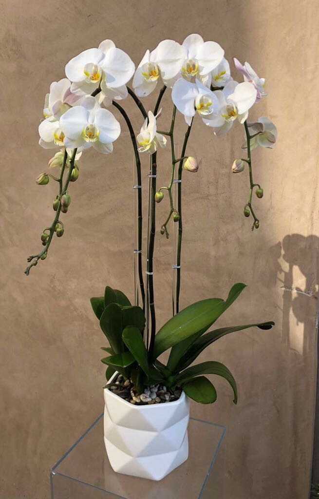 White orchid plant in a white geometric pot