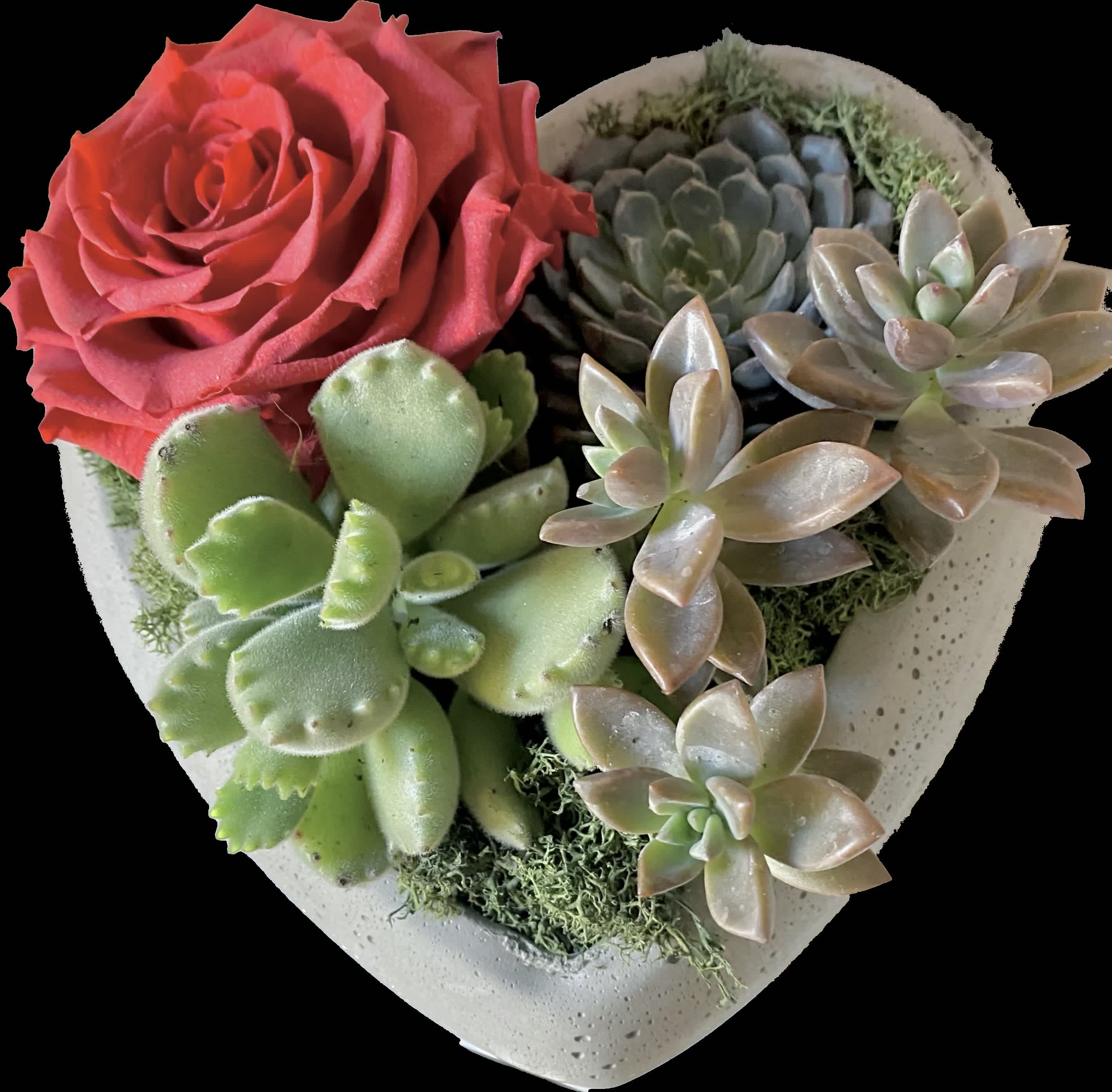 Heart-shaped succulent arrangement with a red rose
