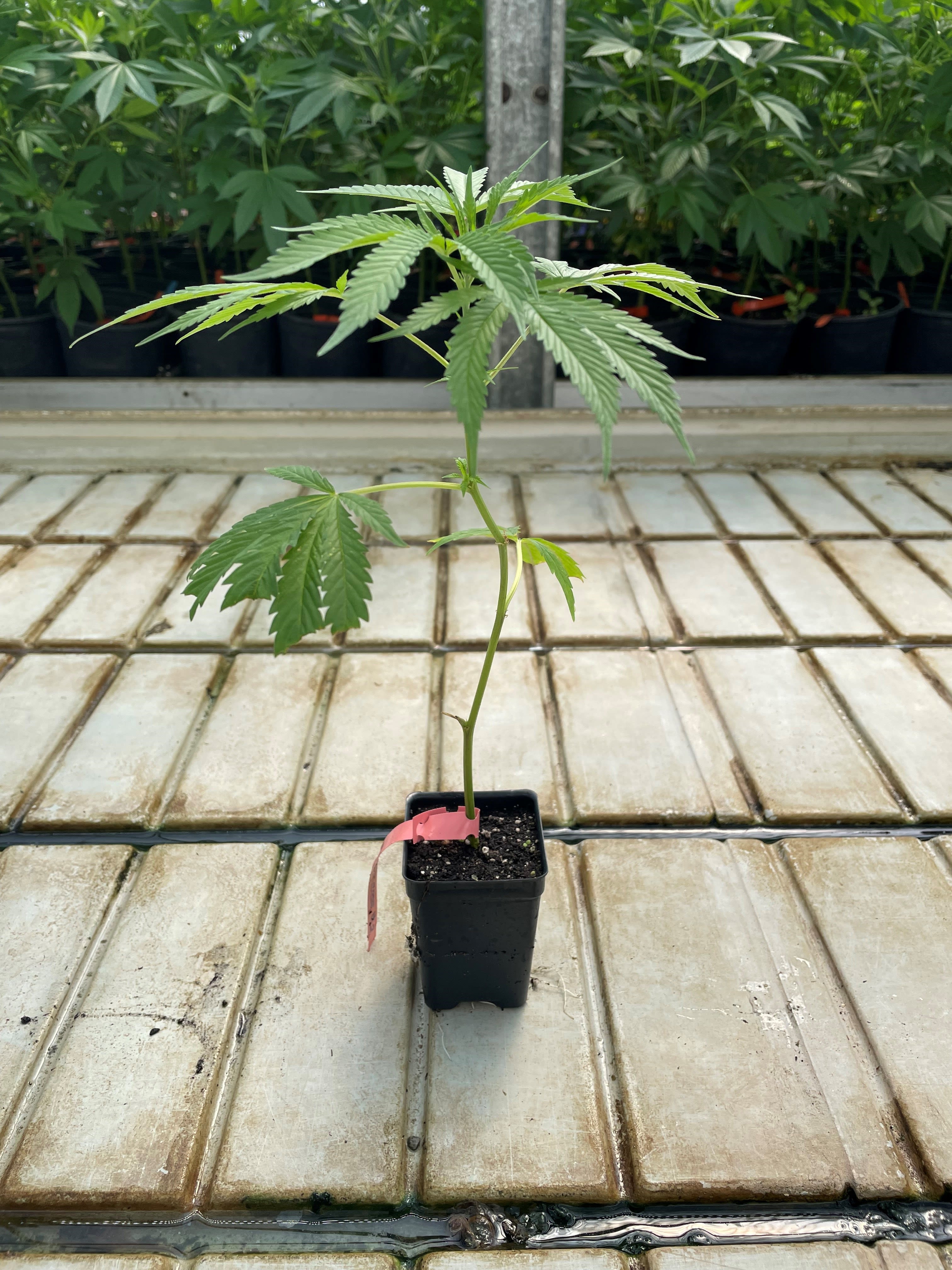 Potted cannabis plant in a small black container