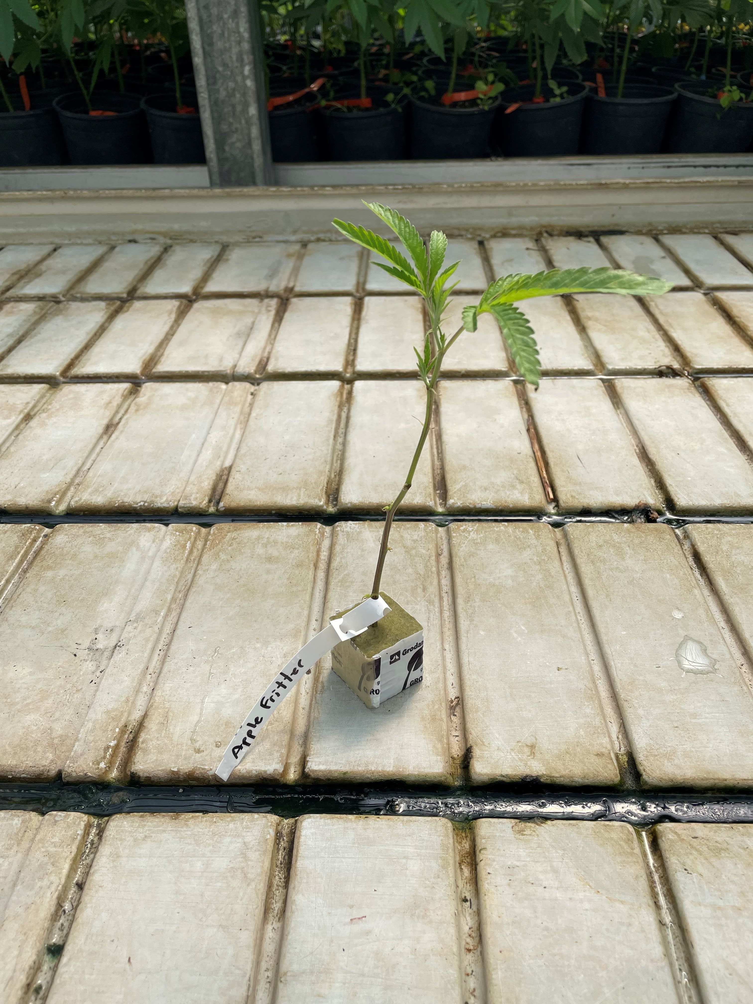 Small potted seedling with a handwritten tag on a greenhouse bench