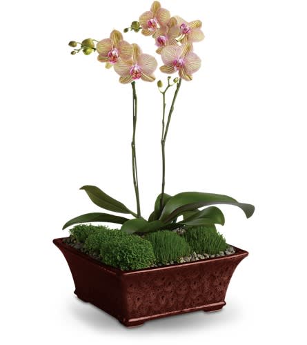 Potted orchid plant with pale pink blooms in a rectangular planter