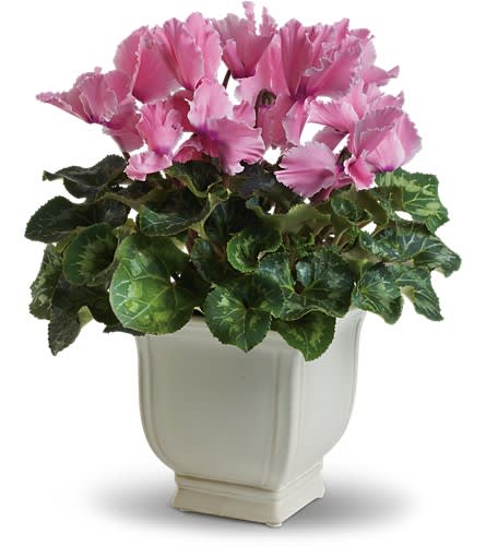 Pink cyclamen in a white ceramic pot