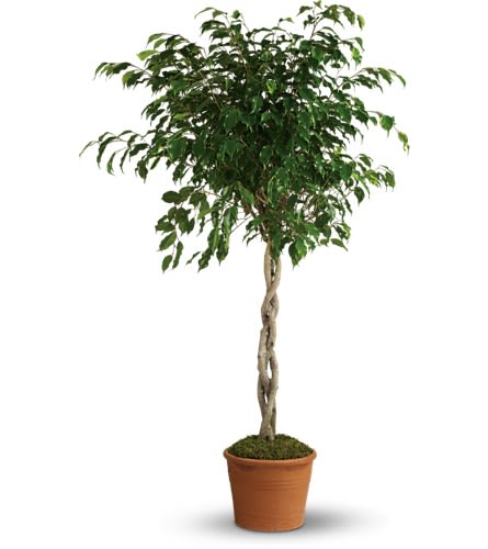 Potted braided ficus tree with a full green canopy