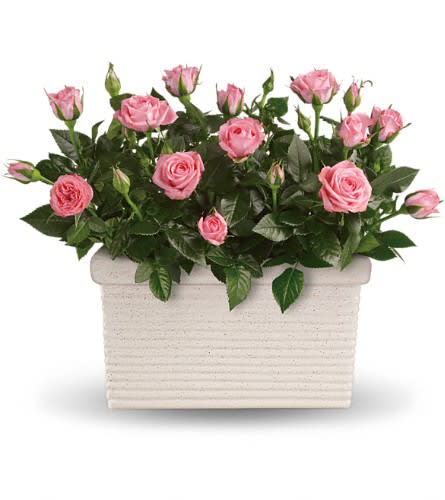 Rose Repose - Send a state of instant tranquility with this miniature rose garden! The soothing pink blossoms and the beautiful dark green leaves will deliver a fresh sense of calm for a long time. Two pretty pink miniature rose bushes are delivered in a white rectangular planter. Any time is the right time for a rose repose!Approximately 14 1/2" W x 11 1/2" H Orientation: N/A As Shown : T96-3A