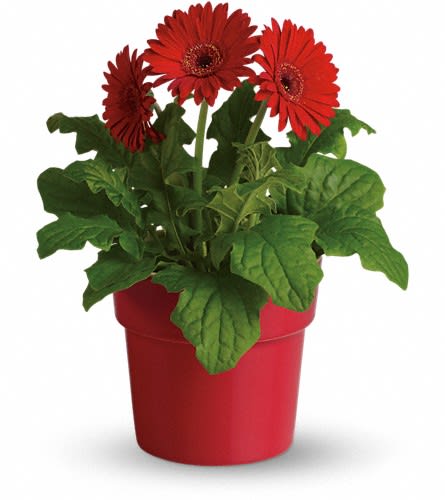 Red gerbera daisies in a red pot