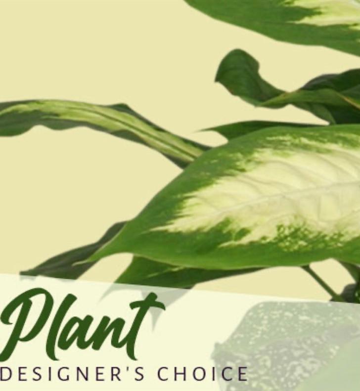 Close-up of a green-and-white plant leaf with partial text visible