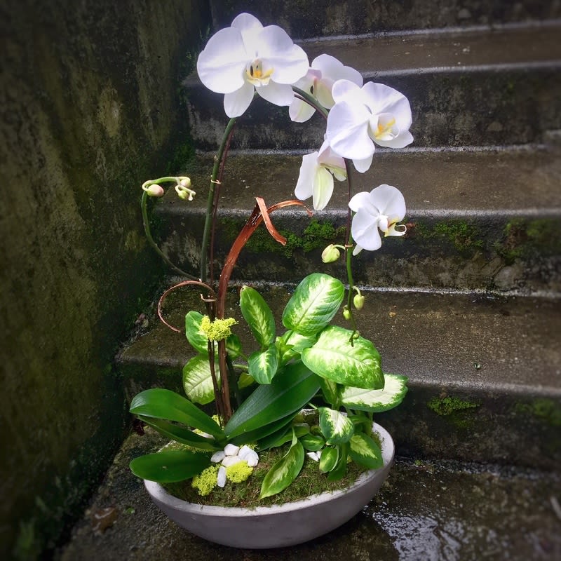White phalaenopsis orchid with mixed green foliage plants in a low white ceramic bowl planter
