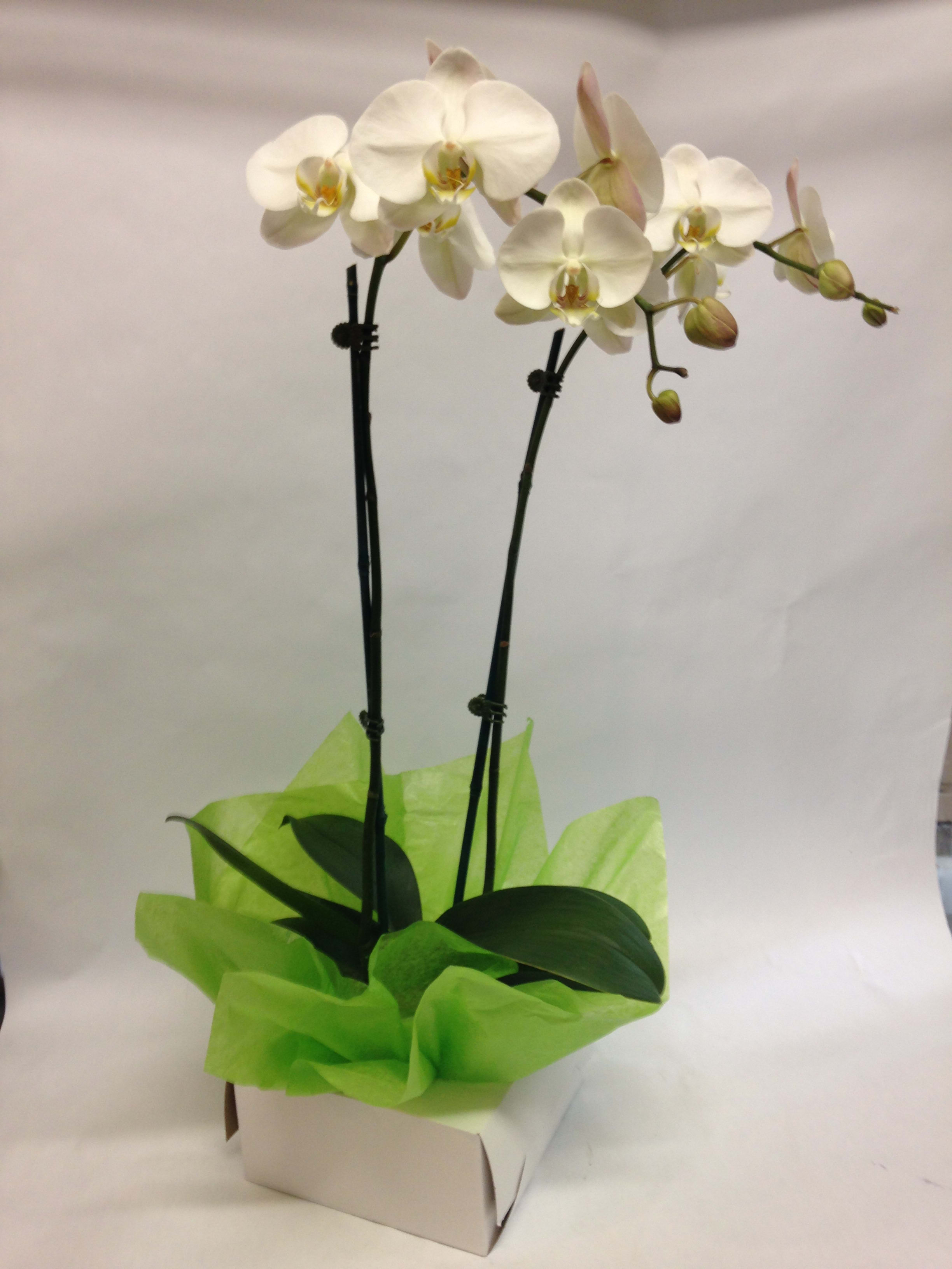 White Delight Orchid   (LONG LASTING) - This 2 stems  white orchid comes complete with a ceramic pot and a gift box.  (Some flowers may be subject to change depending on the season.  We will contact you with available flower substitutions; please contact us with specific questions if you are concerned with flower availability, thanks!)  Featured arrangement: $78.00 (Regular Price).    $148.00 - 4 stems orchids - (Deluxe Price).  $228.00 - 6 stems orchids (Premium price).    