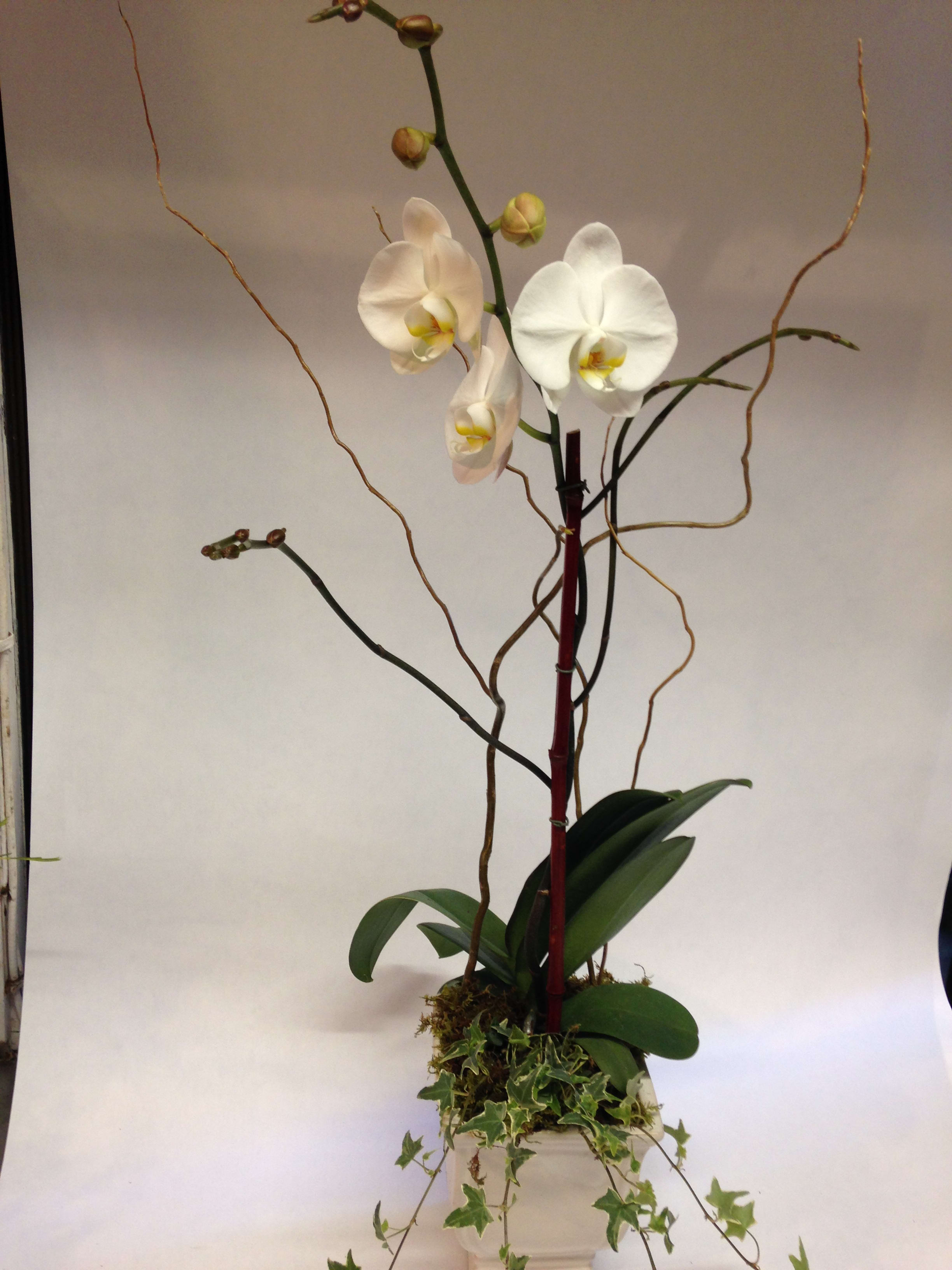 Snow White Orchid (Pre-order) - This planter comes complete with trailing English Ivy and cuttings of Curly Willow.  Planter color may vary from plant to plant.  (Some flowers may be subject to change depending on the season. We will contact you with available flower substitutions; please contact us with specific questions if you are concerned with flower availability, thanks!)  Featured arrangement; $105.00 - 2 stems orchid with 1 plant (Regular Price);  $205.00 - 4 stems orchid  with  1 plant (Deluxe  Price); 305.00 - 6 stems orchid with 1 plant  (Premium Price).