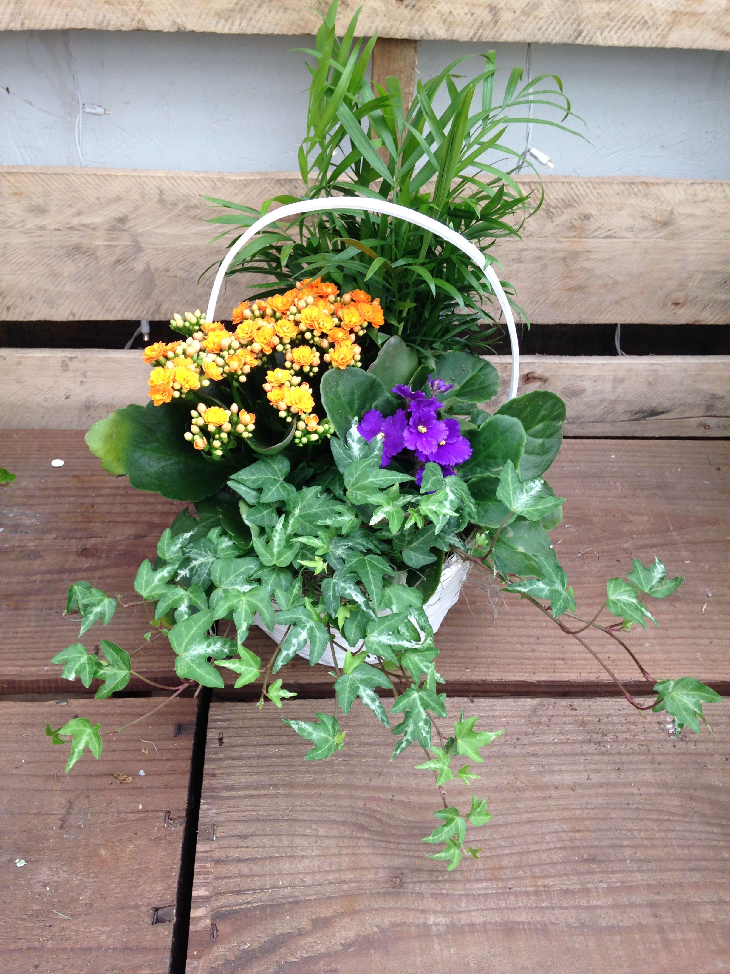 Basket of orange and purple flowers with trailing ivy and a tall green plant