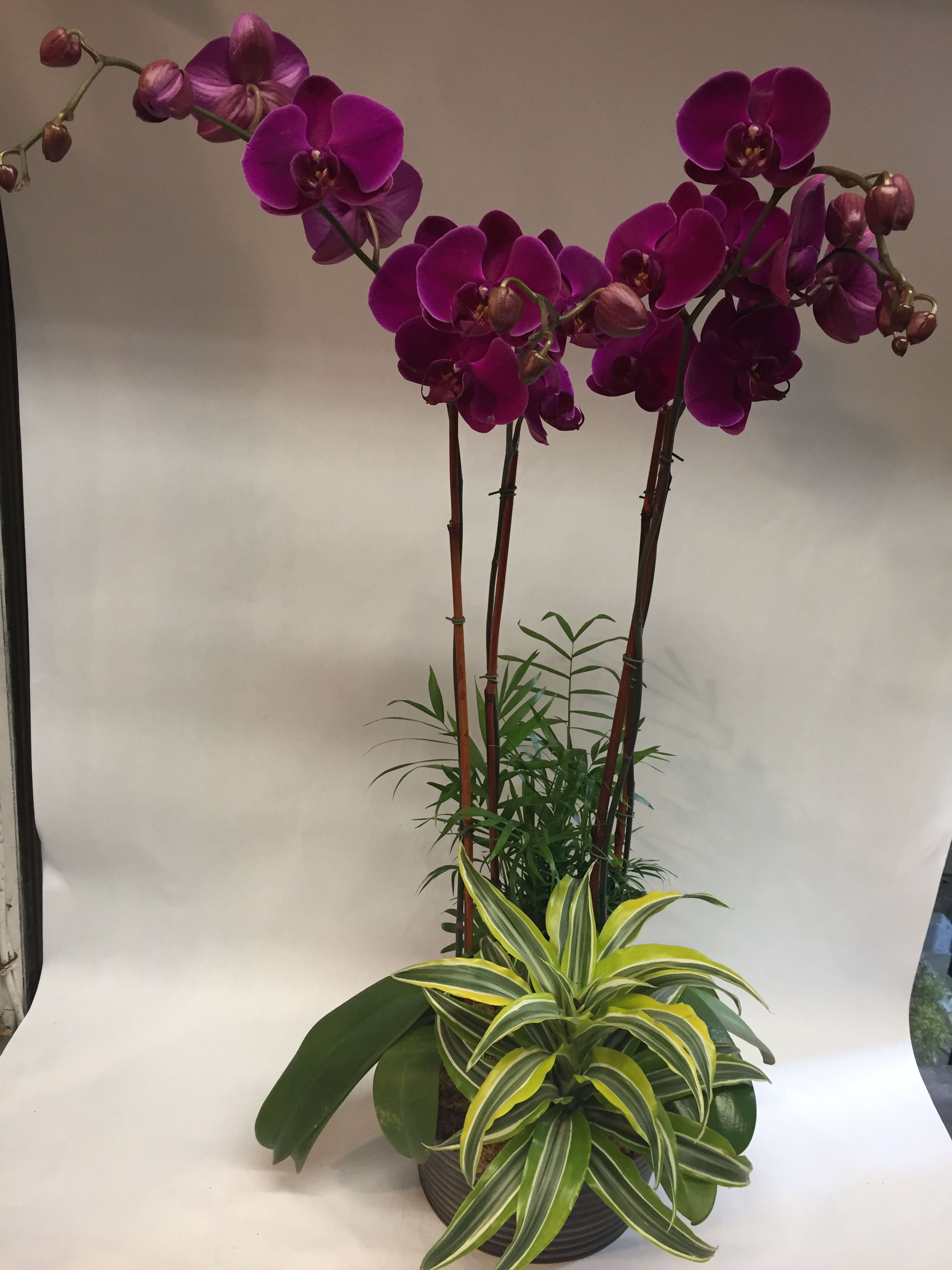 Potted orchids with purple blooms and variegated foliage