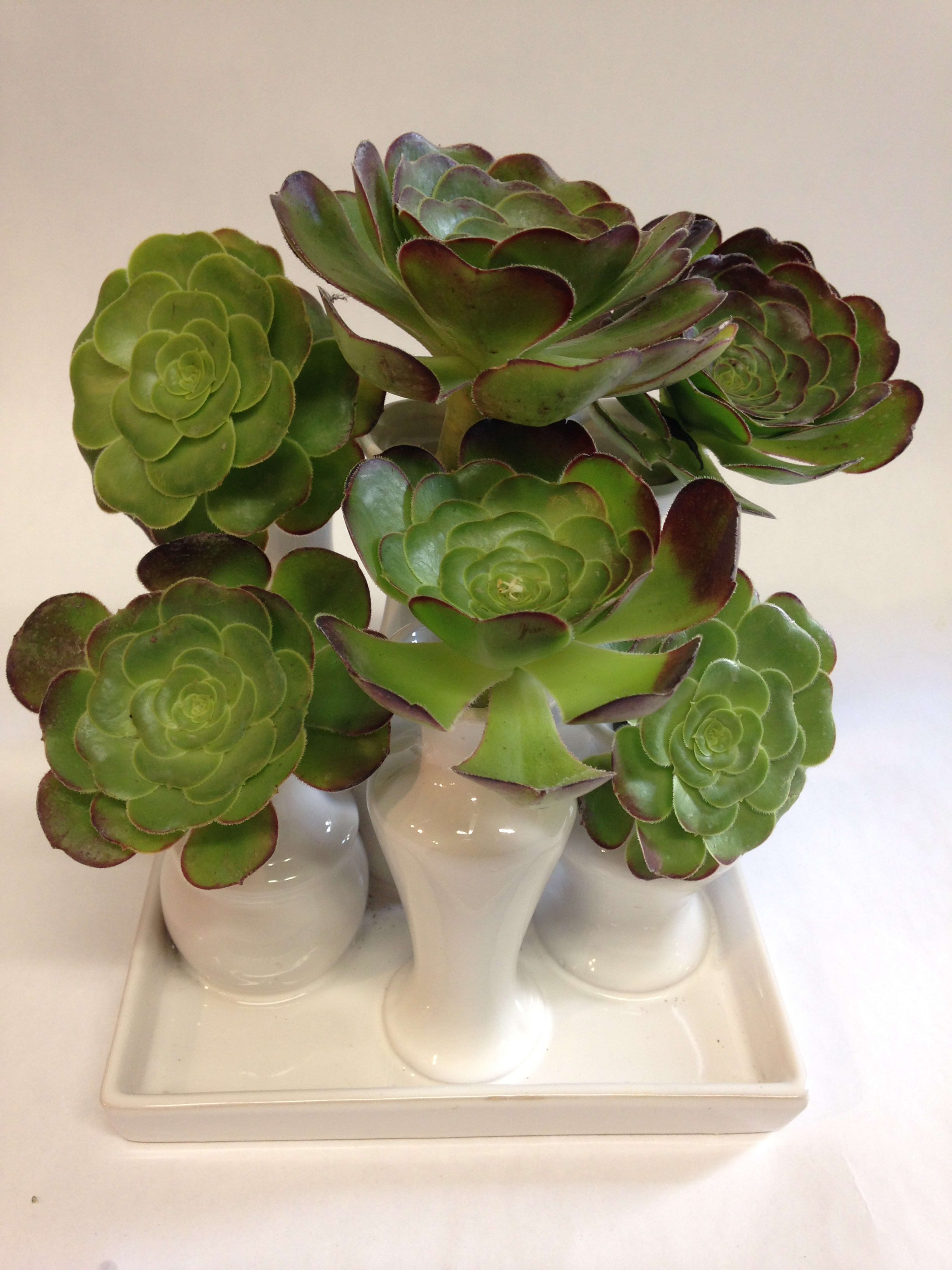 Arrangement of green succulents in white vases on a tray