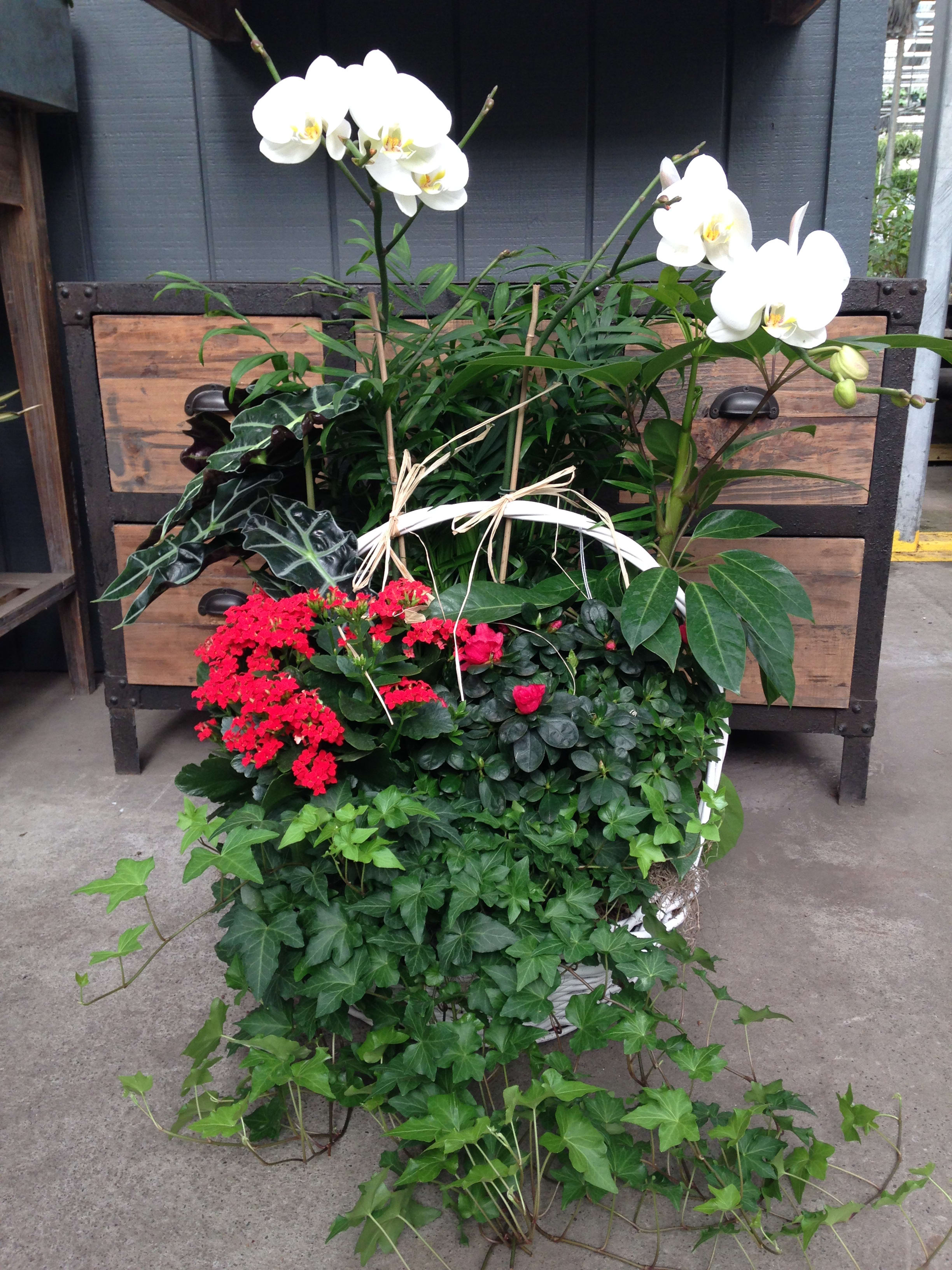 Potted orchid and mixed foliage arrangement with red blooms