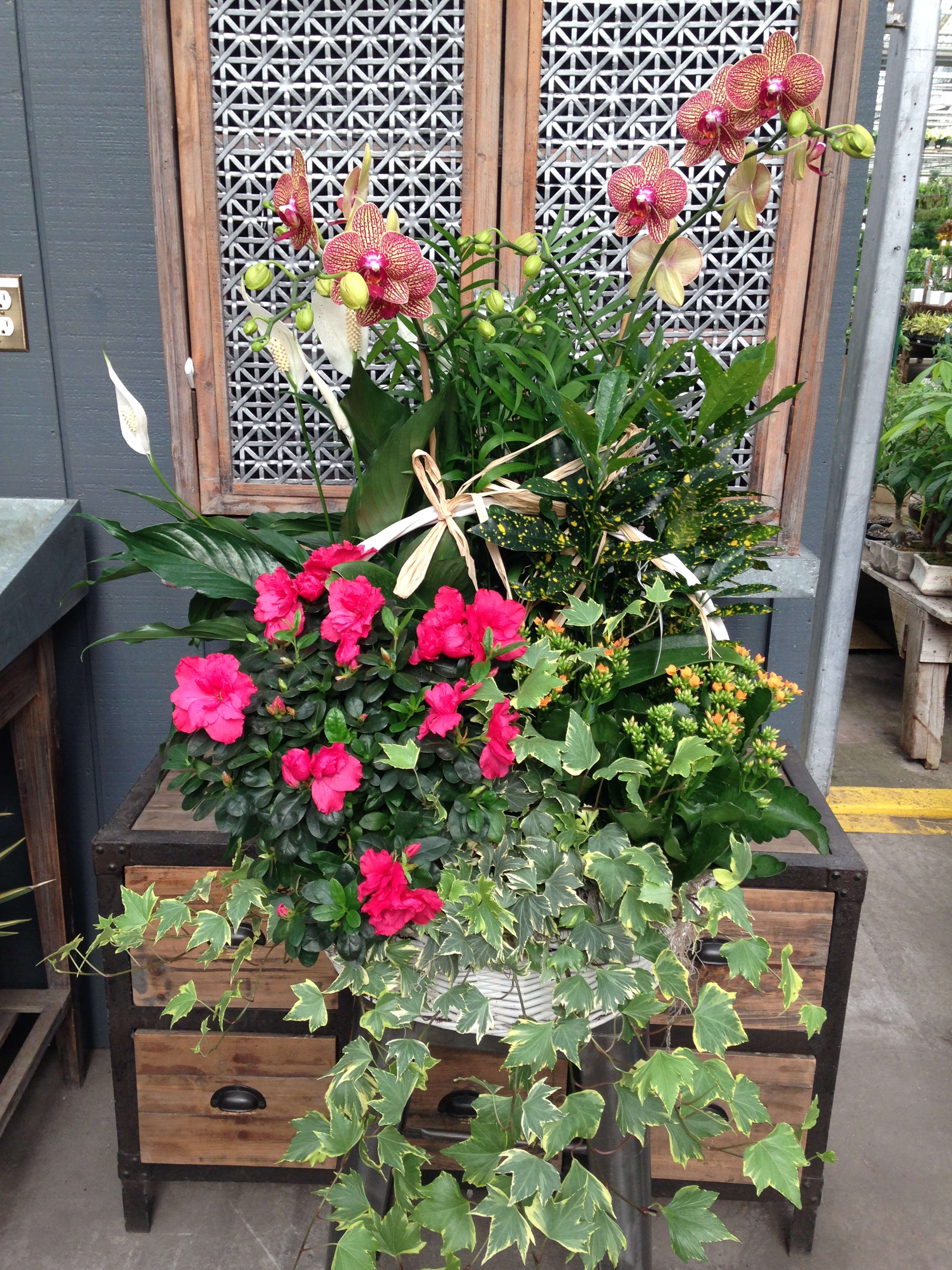 Potted orchid and azalea arrangement with trailing ivy