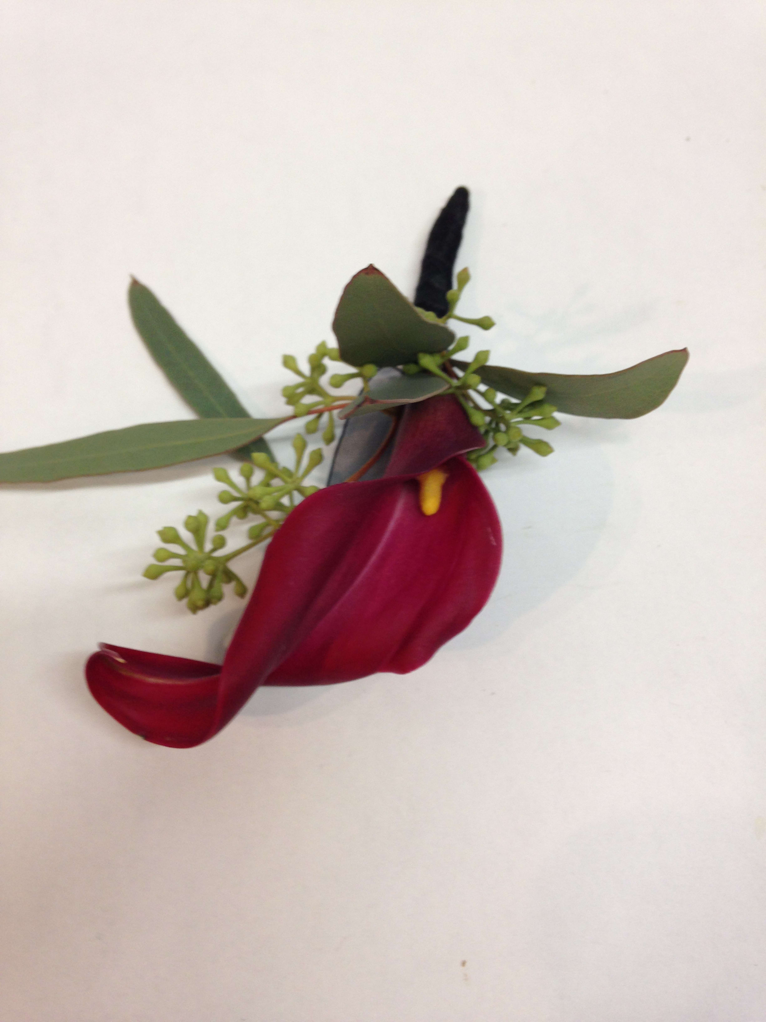 Single burgundy calla lily with green foliage on a white background