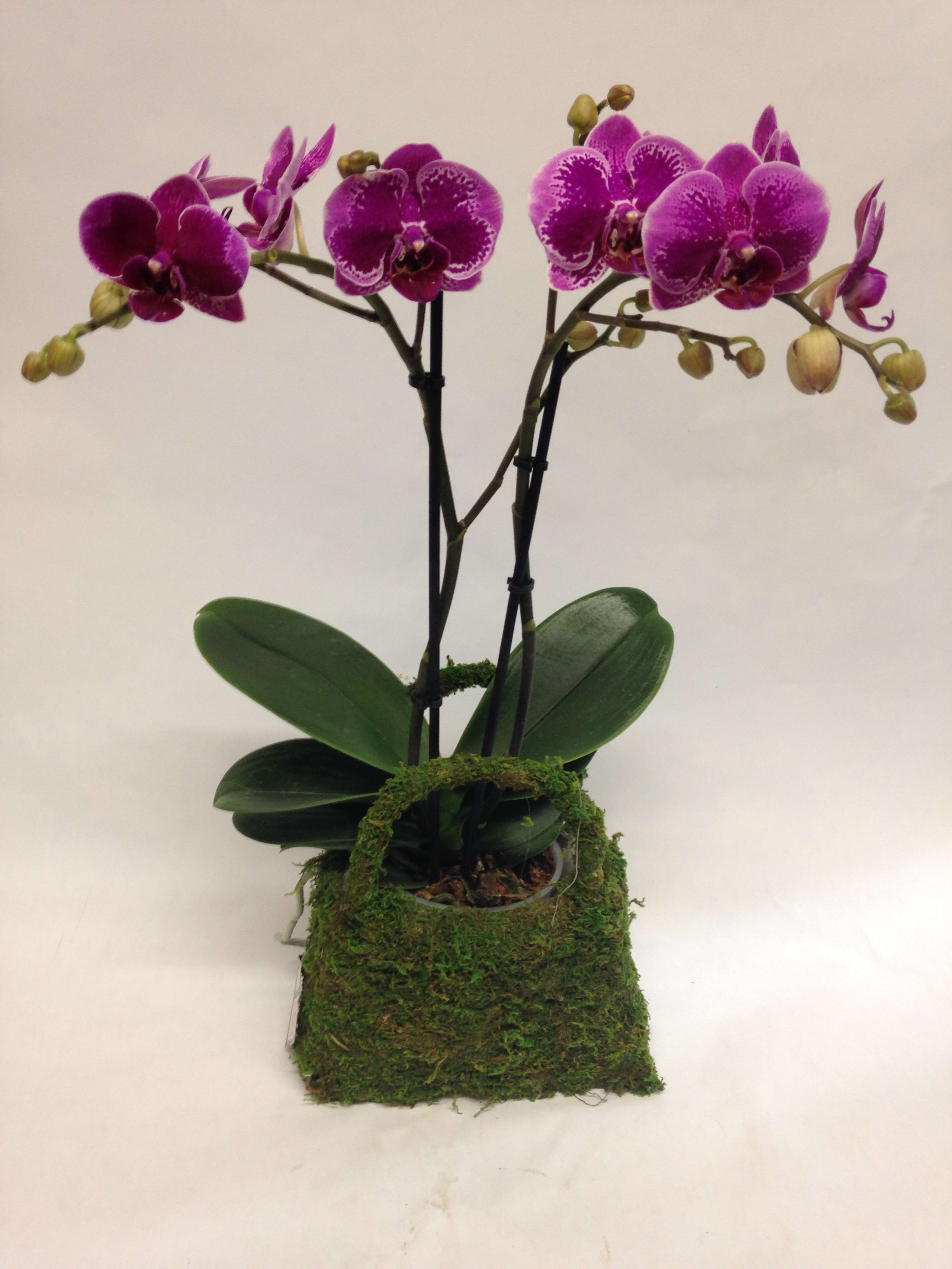 Two purple orchids in a moss-covered planter