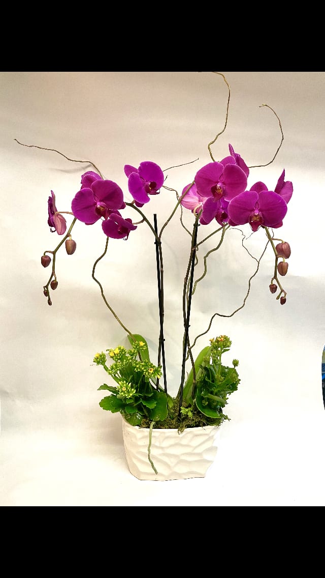 Purple orchids in a white textured pot with green plants