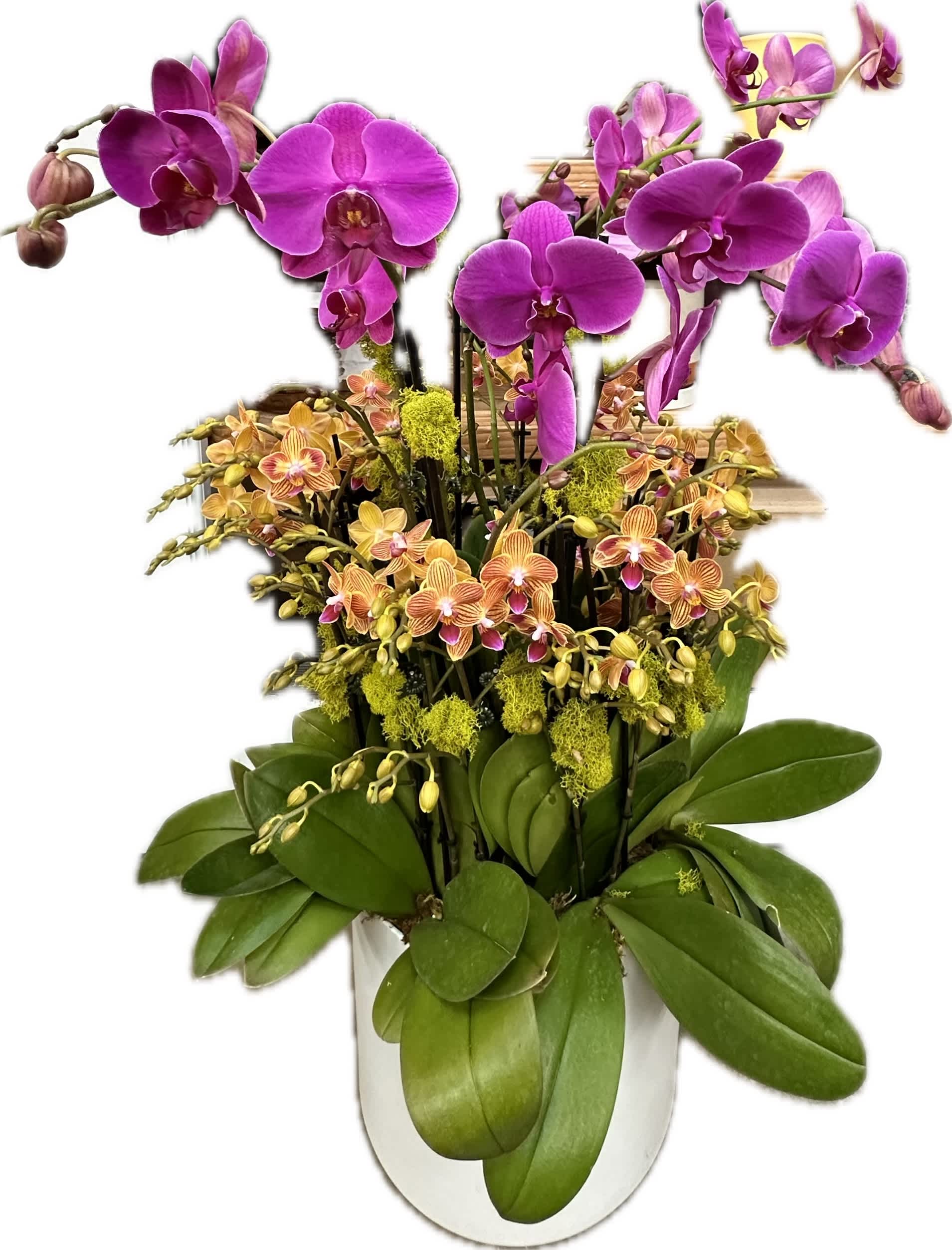Purple and orange orchids arranged in a white pot