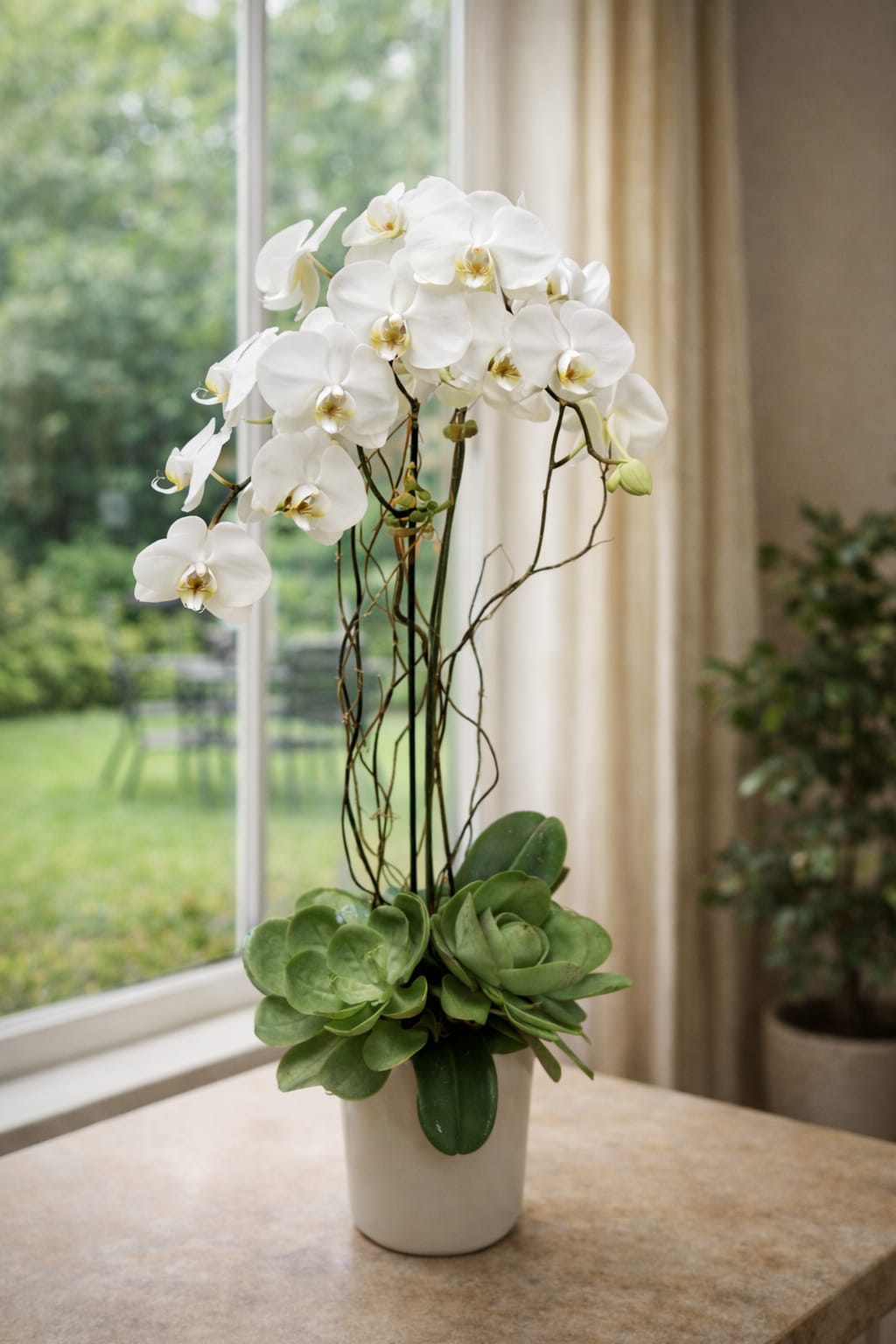 White orchids in a white pot with green succulents at the base