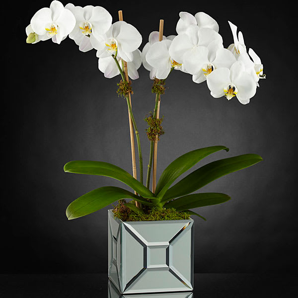 White orchids in a mirrored square vase with broad green leaves
