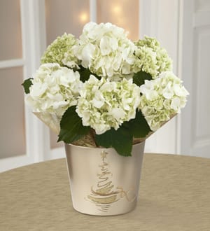 White hydrangea bouquet in a decorative metal pot