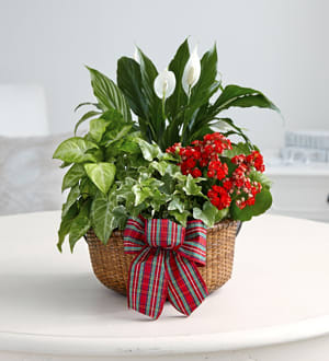 Mixed potted plants in a woven basket with a striped bow