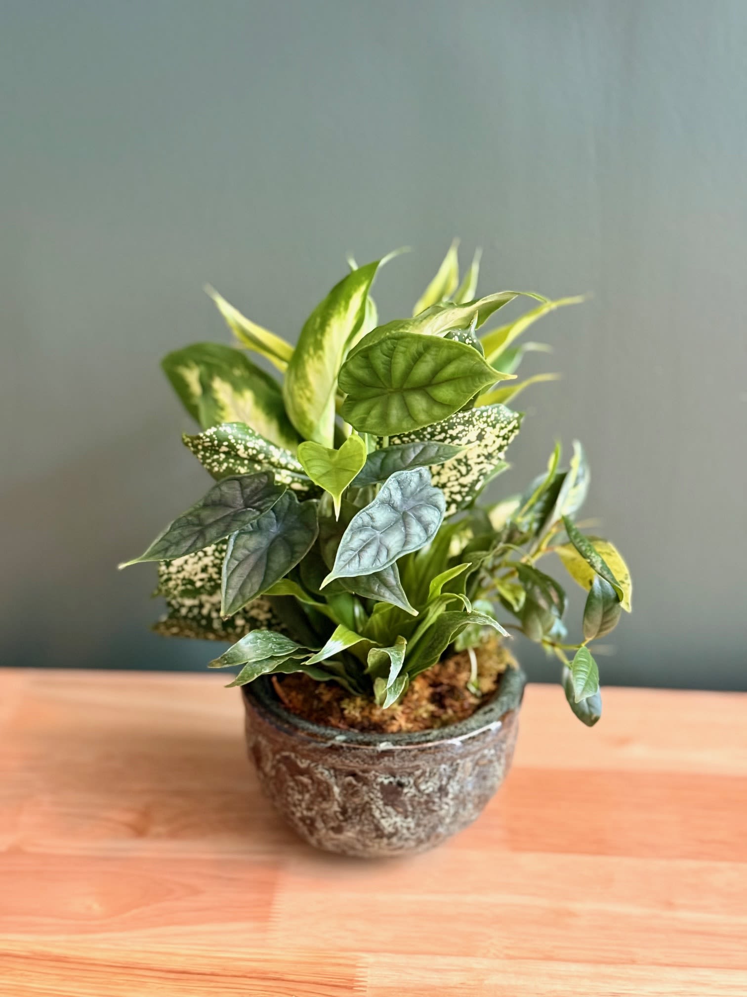 Potted green houseplant in a textured ceramic pot