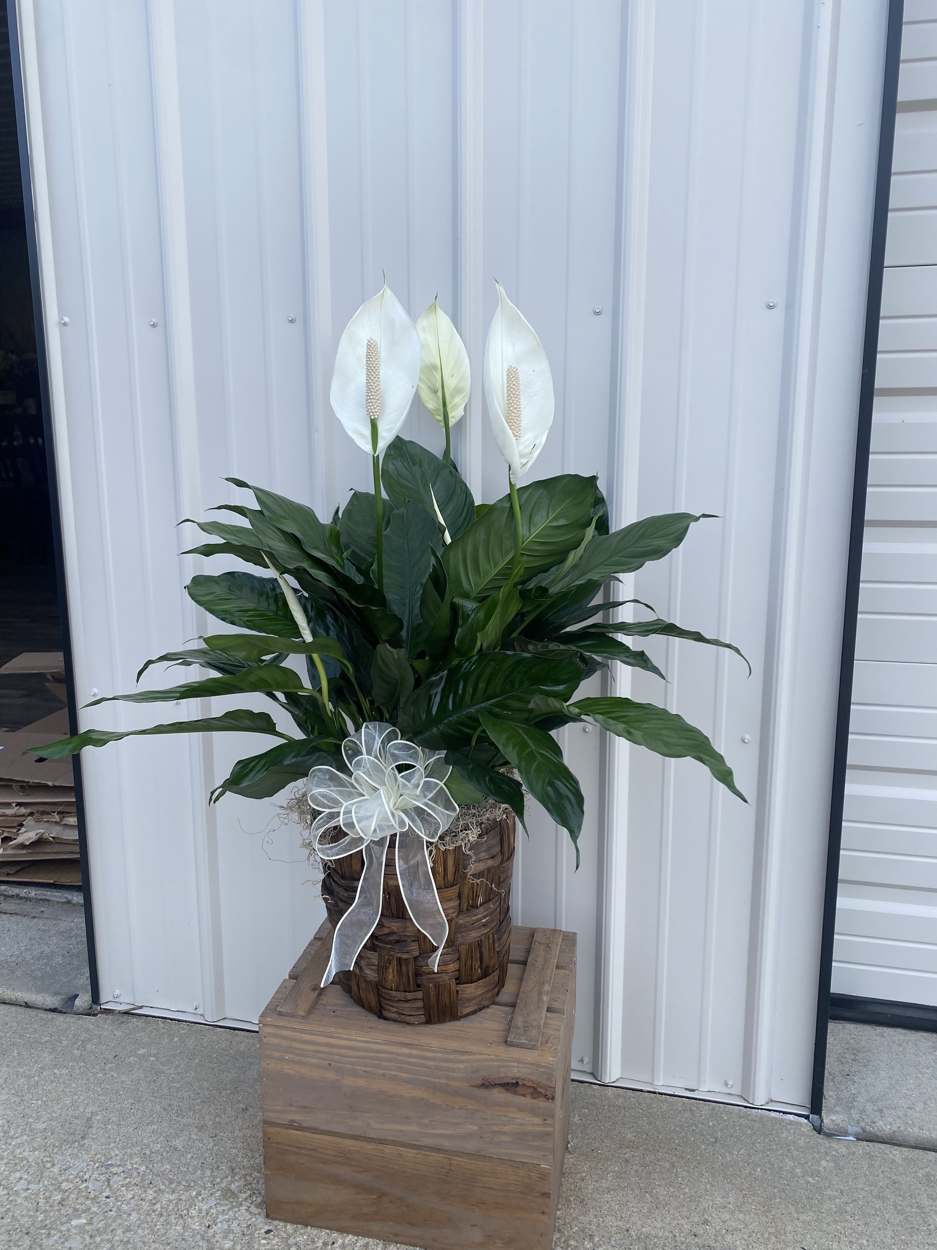 Potted peace lily arrangement with white blooms and a ribbon bow