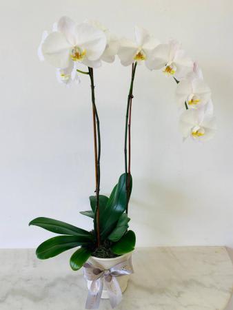 White orchid plant in a pot with a ribbon bow