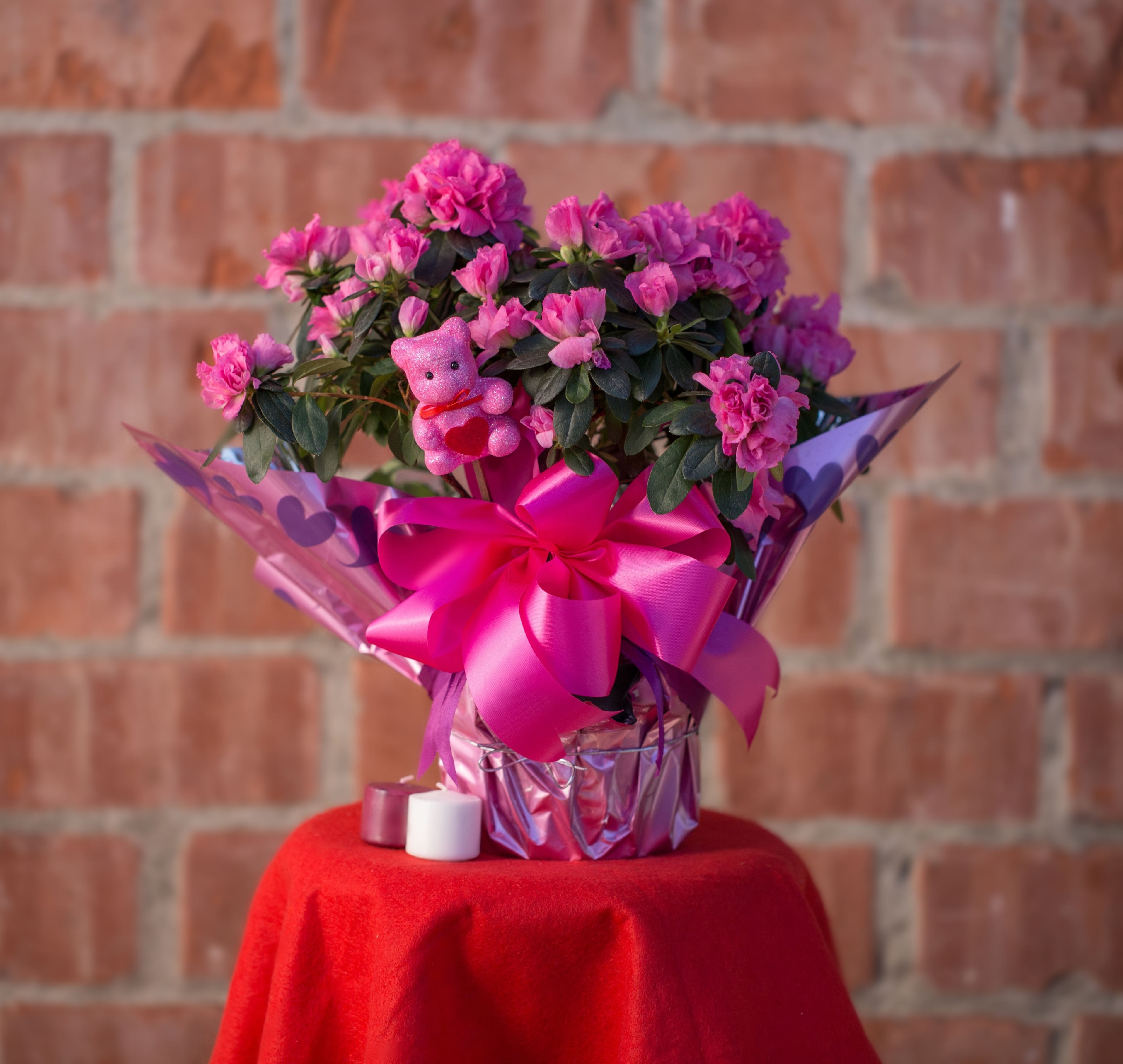 Pink potted flowering plant with a large ribbon and teddy bear decoration
