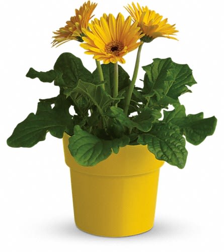 Yellow gerbera daisies in a yellow pot