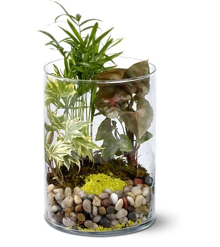Glass cylinder terrarium with assorted green plants and pebbles