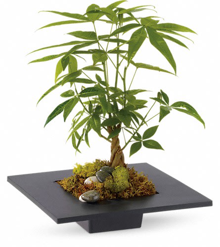 Potted money tree in a square black planter with moss and stones