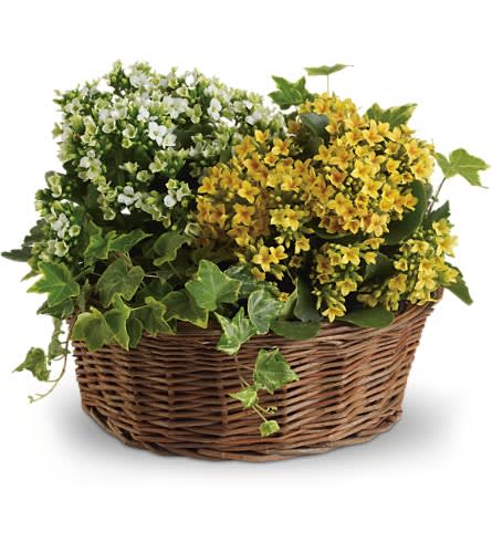 Basket of yellow and white flowering plants with ivy