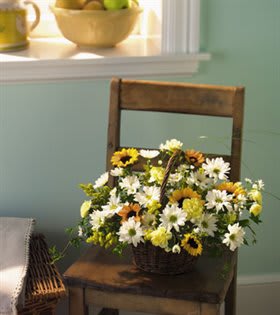Basket of white and yellow daisy-like flowers on a wooden chair