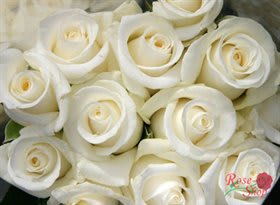 Close-up bouquet of white roses