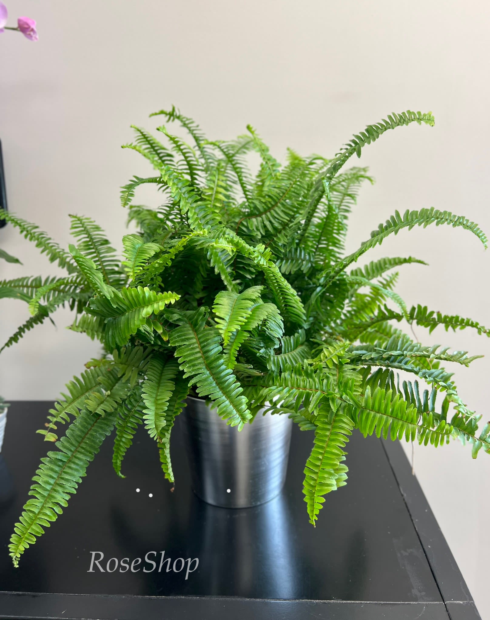 Potted fern in a silver metal container on a black table