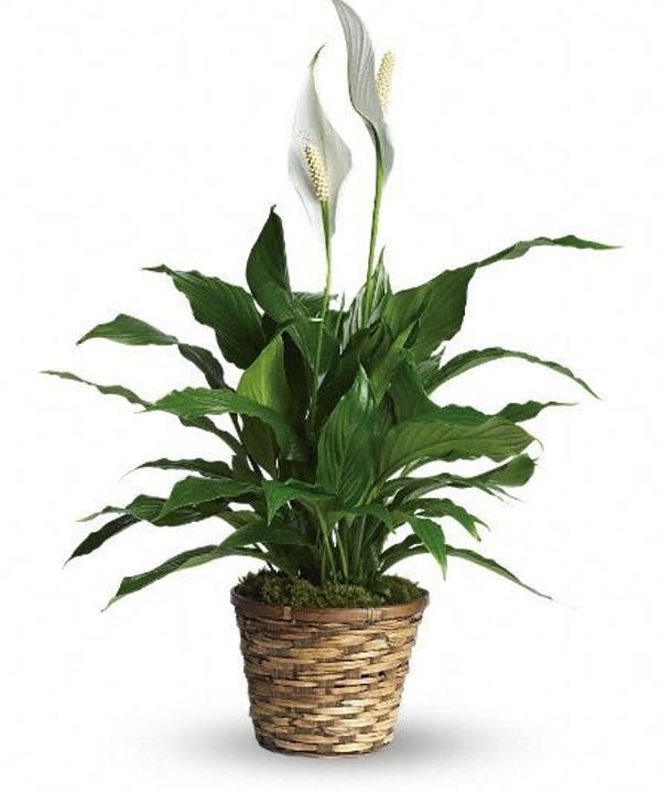 Potted peace lily plant with white blooms in a woven basket