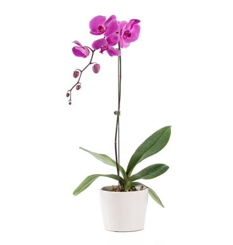 Potted pink orchid with a white planter