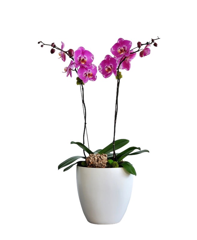 Potted orchid plant with bright pink blooms in a white planter