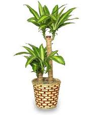 Potted dracaena plant in a woven basket planter