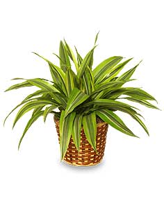 Potted green houseplant in a woven basket