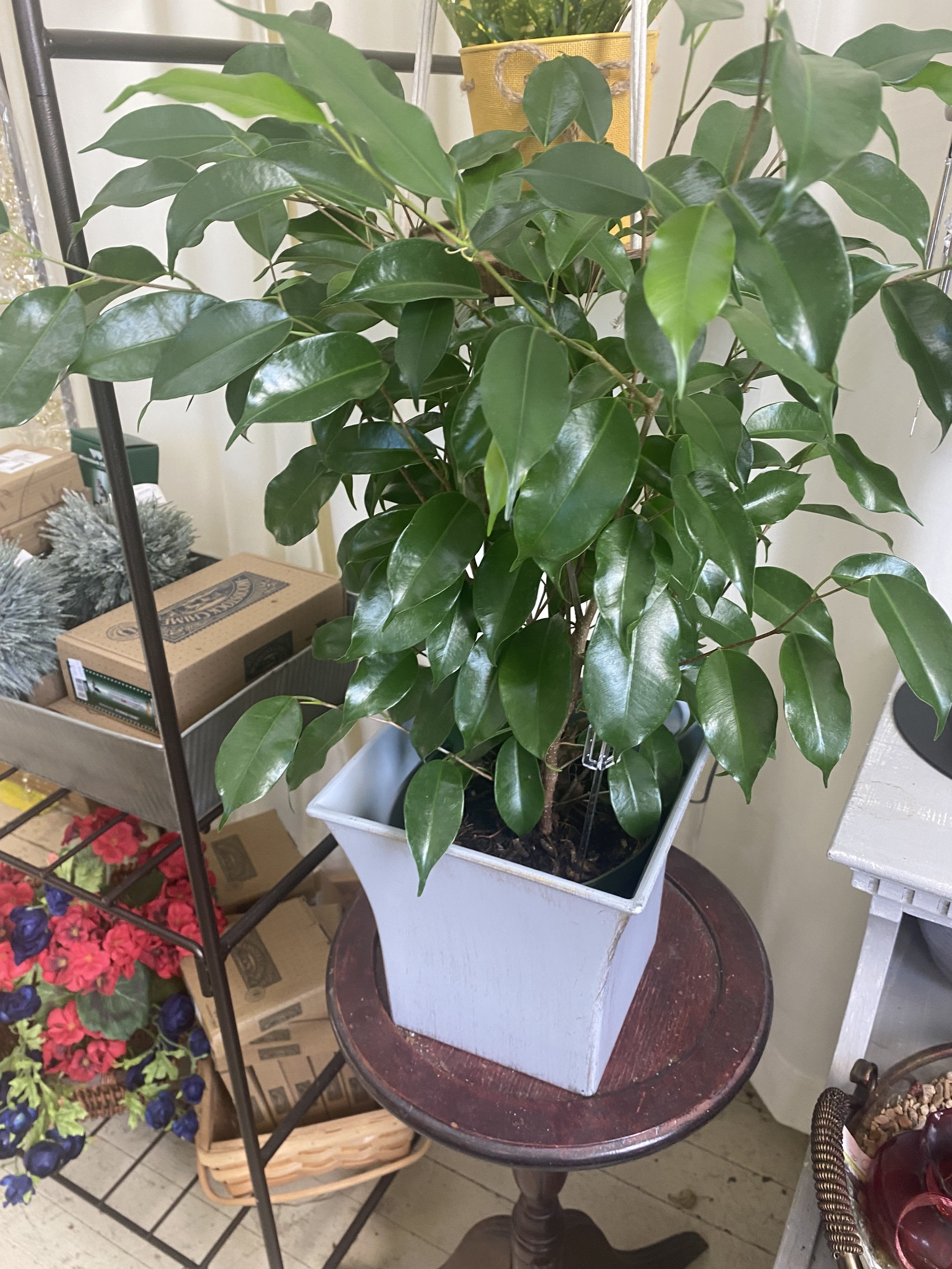 Potted leafy green plant in a white square container