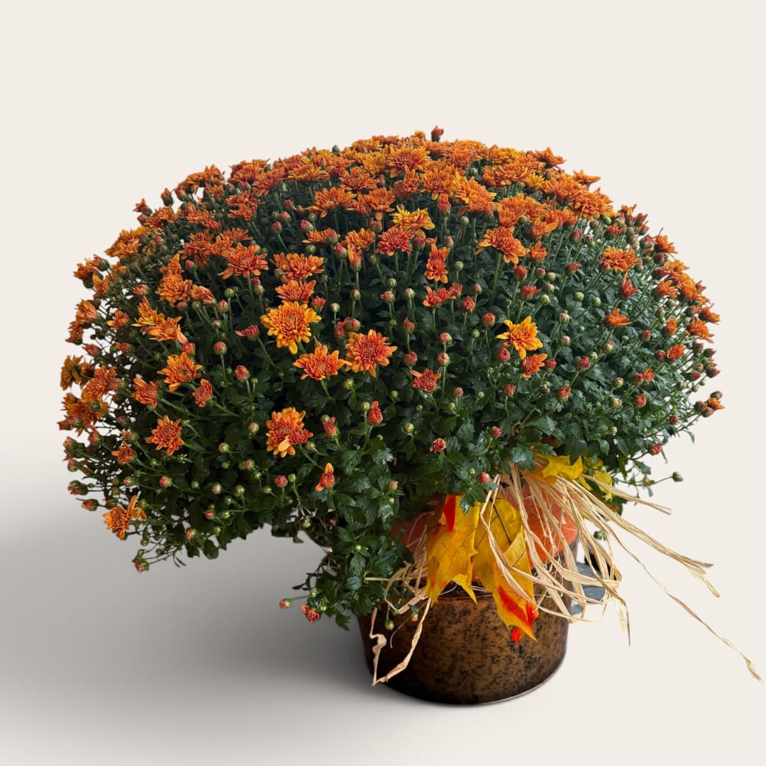 Orange chrysanthemum arrangement in a brown pot with autumn leaves