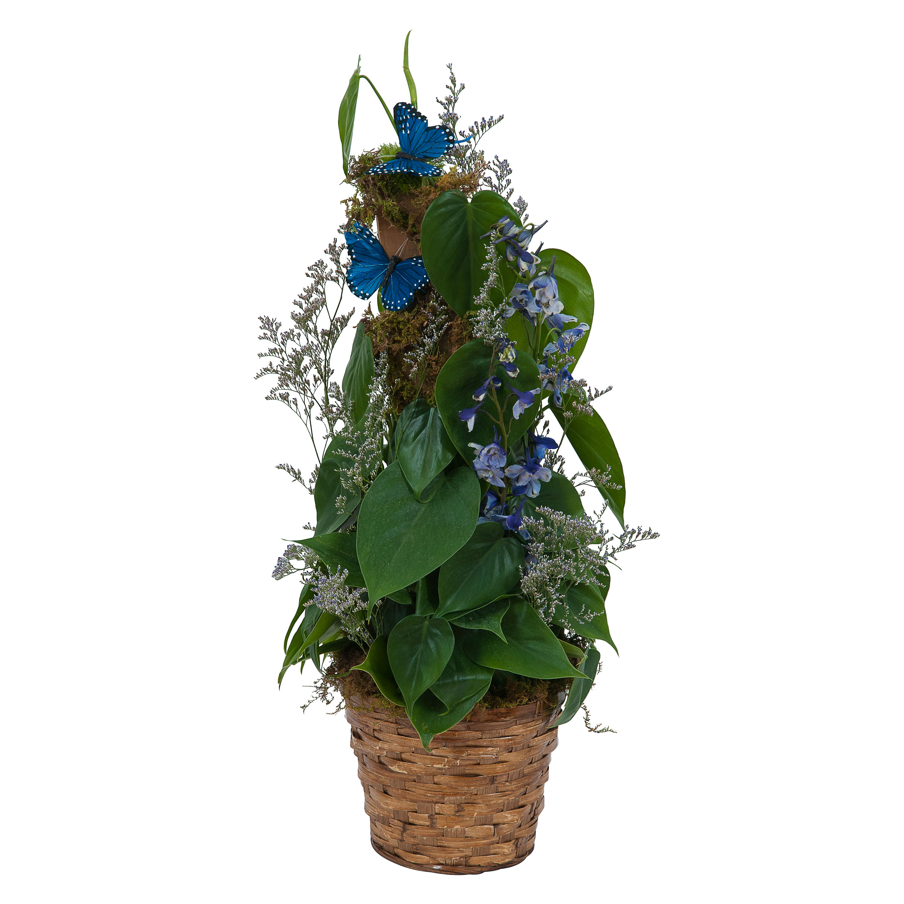 Plant Basket with Butterflies - A beautiful green plant combined with flowers and butterflies make a wonderful gift for any occasion.TMF-635