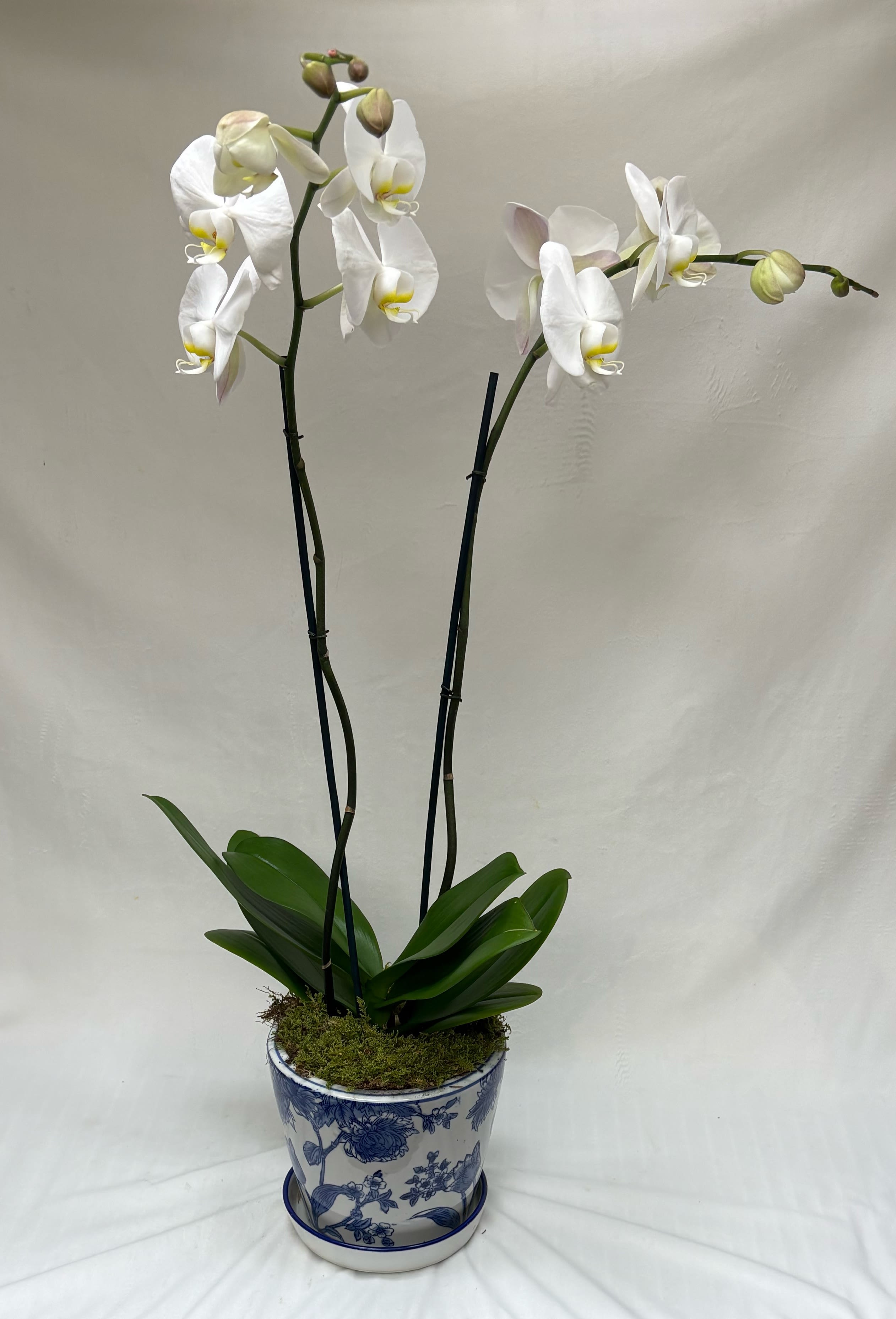White phalaenopsis orchid plant with two tall flower spikes in a blue and white ceramic pot.