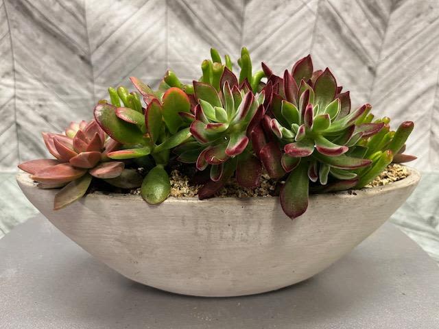 Succulent arrangement in a shallow white bowl